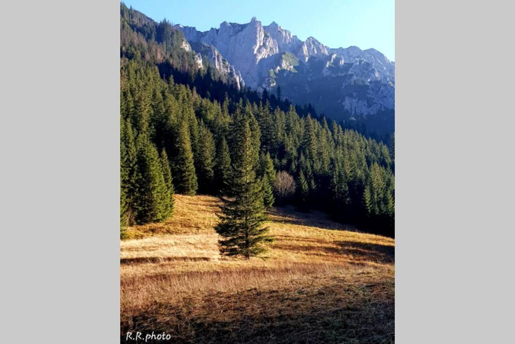 Domek Goralski Parzenica Kościelisko Buitenkant foto